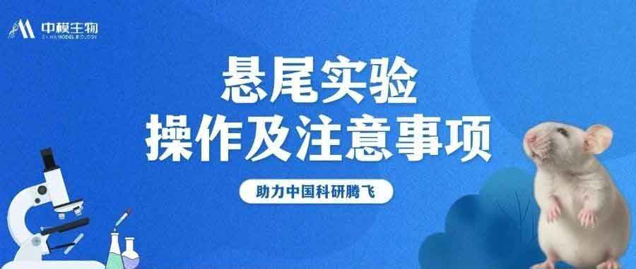 【悬尾实验】抑郁模型行为评估操作详解~