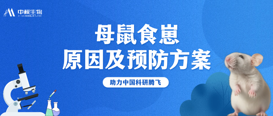 刚出生的小鼠离奇消失？揭晓母鼠“食崽”的7大原因及预防方案