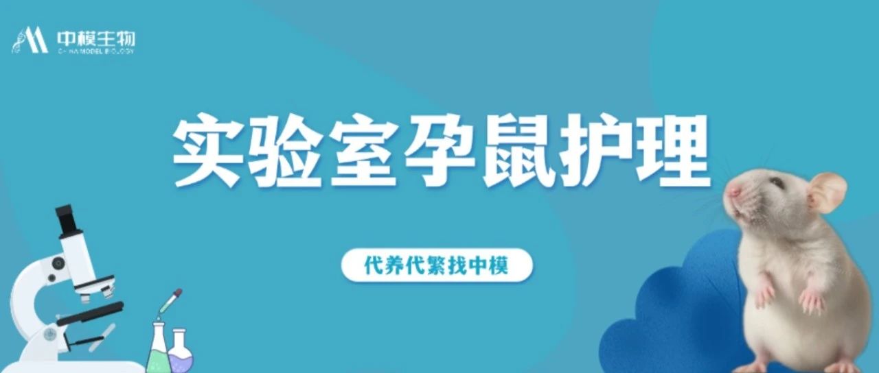 多生优生小妙招！实验室孕鼠护理重点关注这3点！